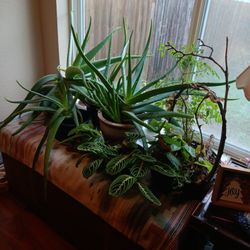 Aloe Plants For Sale 