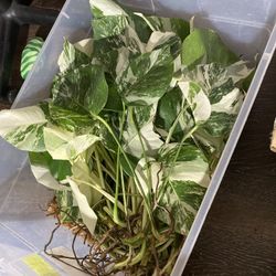 Monstera Albo Cuttings