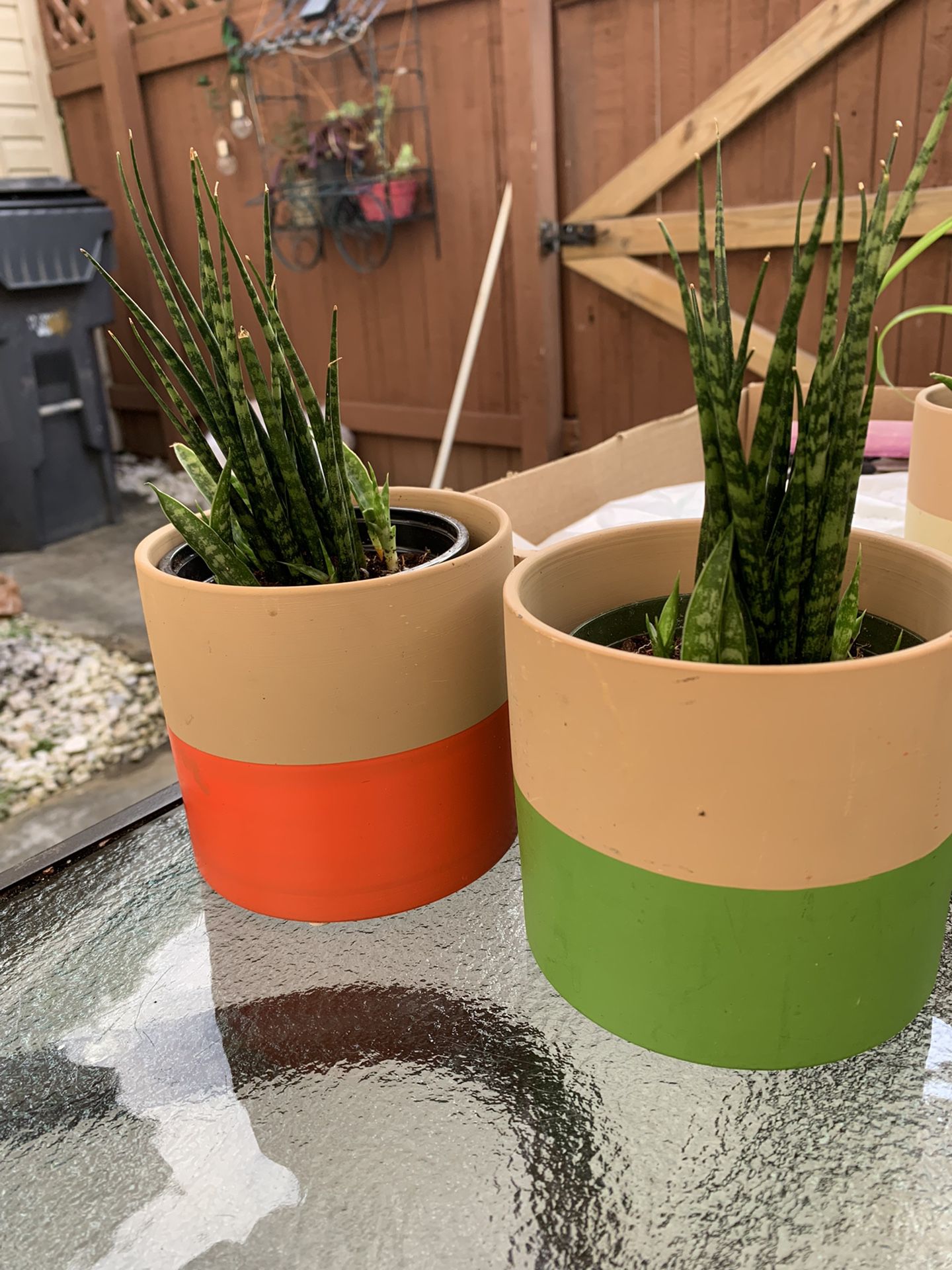 Indoor/Outdoor Plants in decorative planters 