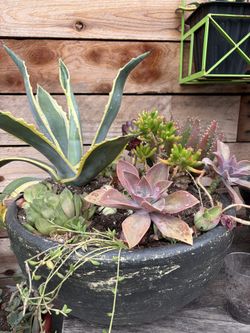 Agave Succulent in pot $45