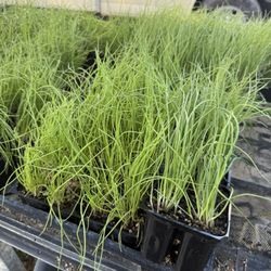 $7.00 each six pack Onions Plant’s / Plantas de Cebollas $7.00 el paquetito