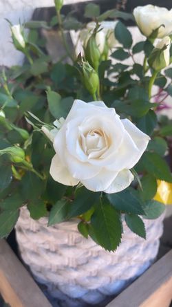 White Roses