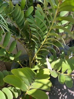 Palma de carton oh Palma bola. ZAMIA