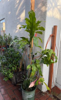 Queen of the night/Epiphyllum oxypetalum