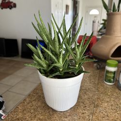 Plants for Sale 