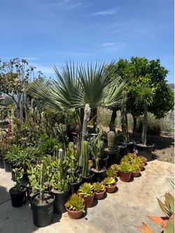 Wide variety of cactus and succulents plants