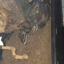 Ball Python Setup Enclosure With 5 Ft Python