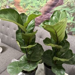 ♥️Healthy Fiddle Leaf Fig 22”Height🙏PLS READ DESCRIPTION 