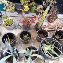 Variety Of Plants On Sale!