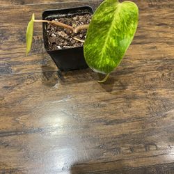 Philodendron Painted Lady Plant 