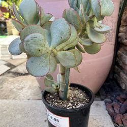 Silver Dollar Jade Succulent Plant
