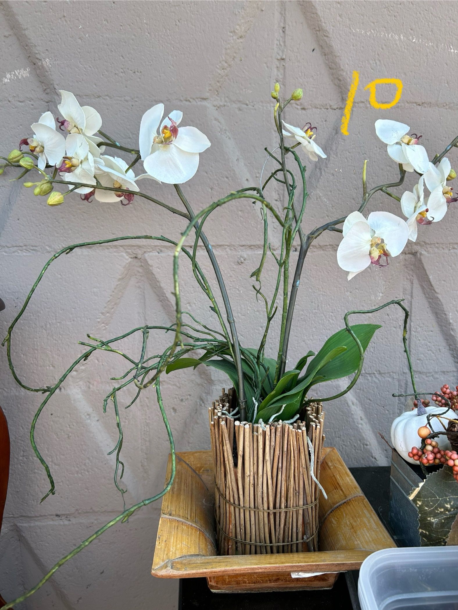 Fake Plant Moth Orchid