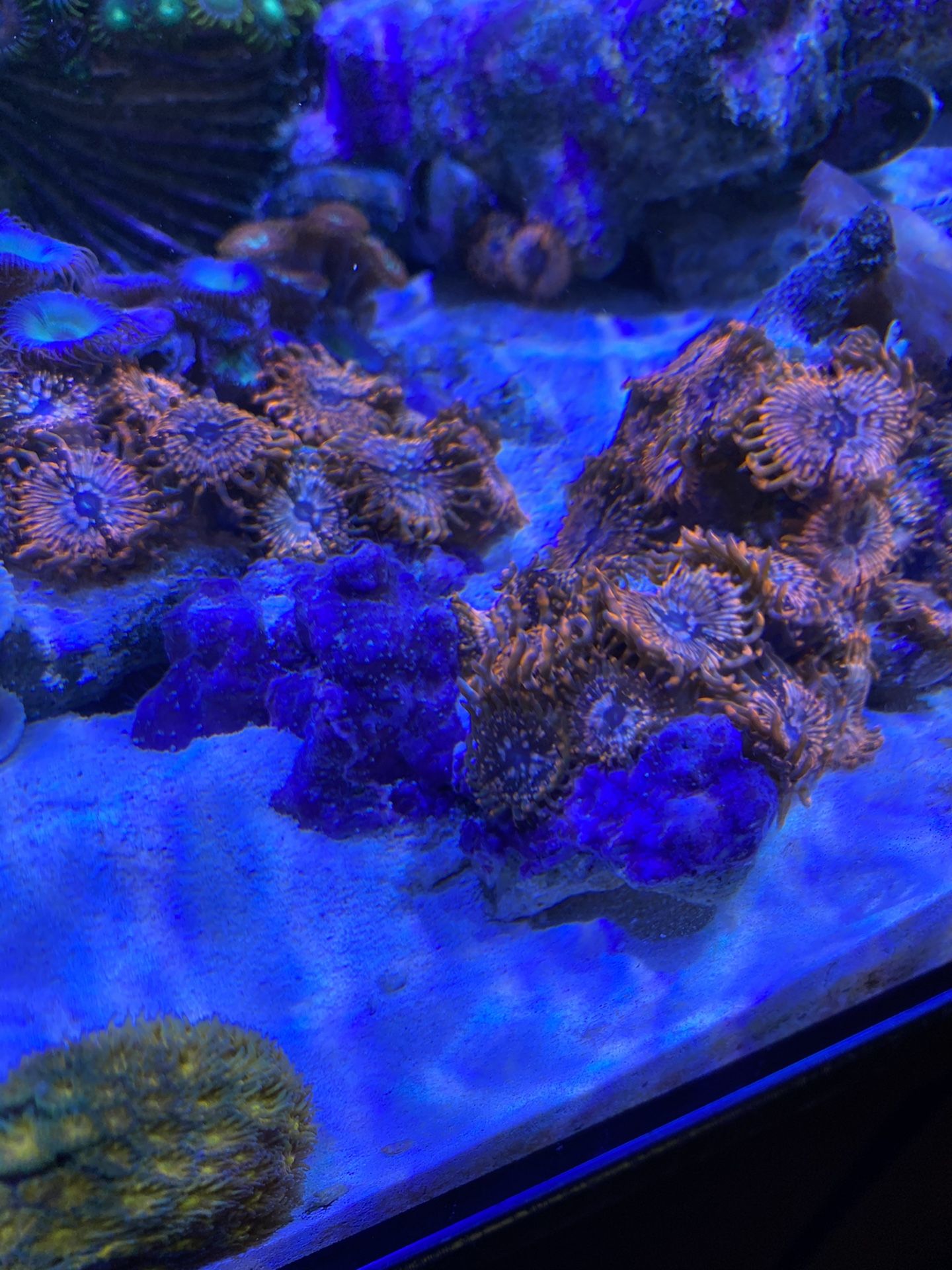 Utter Chaos Coral Polyps