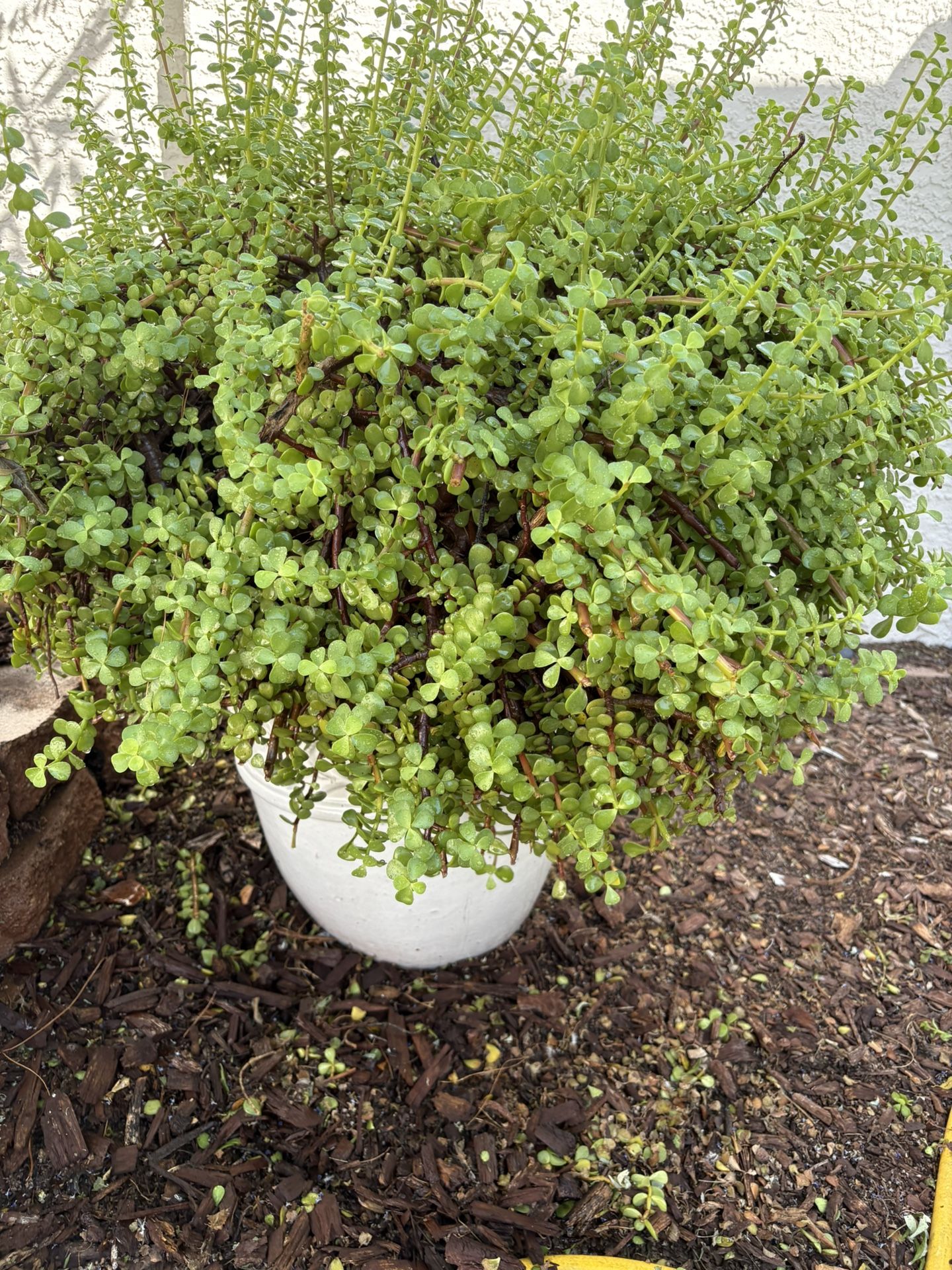 Lg Elephant Plant /Lg Ceramic Planter