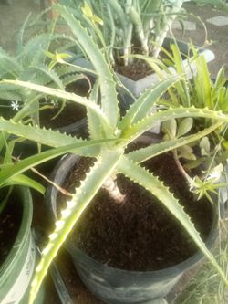 Aloe Vera Plant – Easy Care, Fast Growing Planta Aloe Vera – Fácil Cuidado