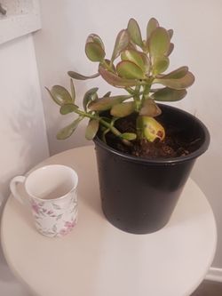 $3 Jade plant