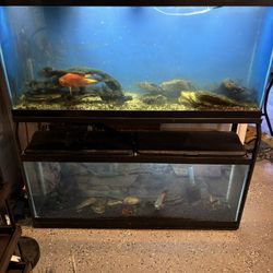 2 55 Gallon Fish Tanks And Stand 