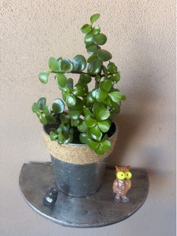 Plant