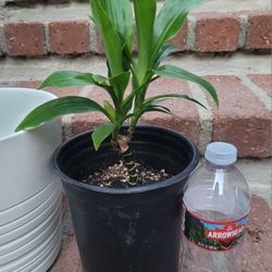 Dracaena Plant In A 1-gal Black Plastic Nursery Pot