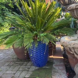 Cycas Palm and blue ceramic pot