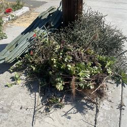 FREE! Cactus and succulent cuttings / Peruvian Apple Cactus, Aloe, Stick Cactus, Opuntia, Purple Prickly Pear, Geranium