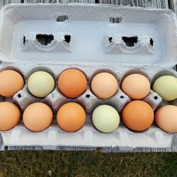 Fresh Chicken Eggs For Sale