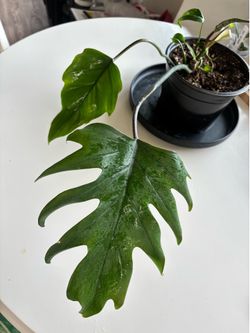 Philodendron Mayoi