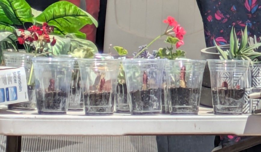 Sat & Sunday 234 Colorado Ct Tulare Behind Superior Grocery Store Plants & Junk