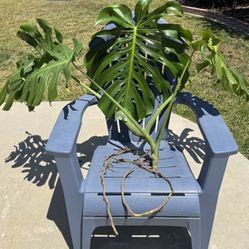 Monstera (2 Plants) 