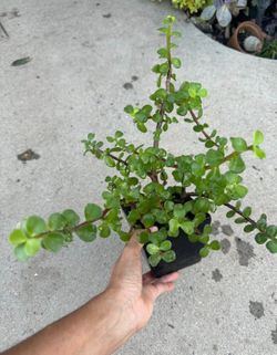 Beautiful lucky jade in ceramic pot