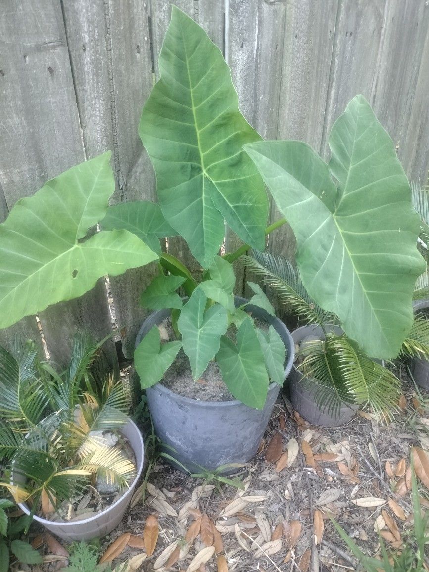 Large Elephant Ears 