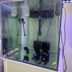 Rimless 60 Gallon Fish Tank With Stand 