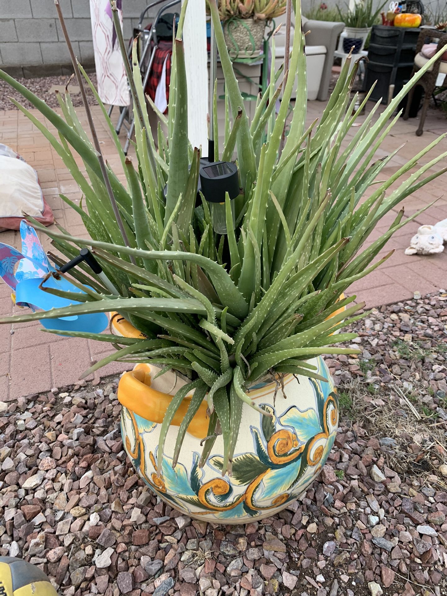 Live aloe plant for Sale in Phoenix, AZ OfferUp