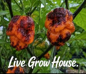 Superhot Pepper Seeds(10) | OPEN POLLINATED | Calorina, Reaper, Ghost, Primotalii