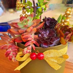 Holiday Succulents Arrangements 