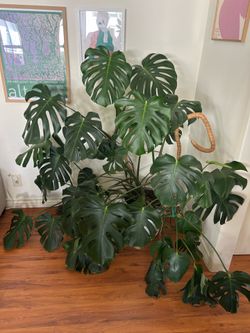 Large monstera/swiss cheese plant and pot