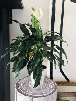 Lily