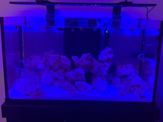 55 Gallon Fish Tank With 30 Gallon Sump And Stand