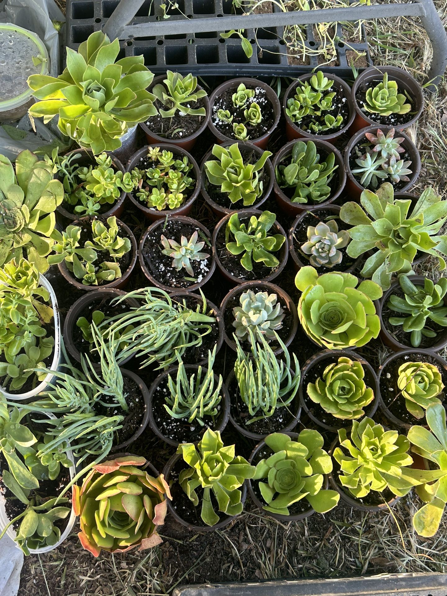 Succulents
