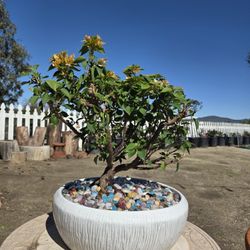 $155 Bonsai Bougainvillea 🌿 