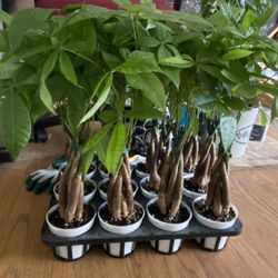 Plants 23 Each