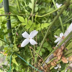 Persian Jasmine approximately 6 Feet Tall And Very Well Rooted