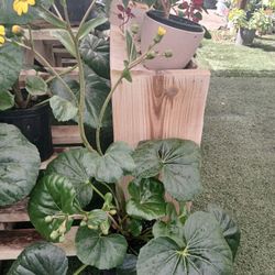 Gorgeous Indoor Plants $25🌼💛