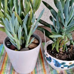  Blue Chalk Sticks Upright Succulent Plant 'Skyscraper'