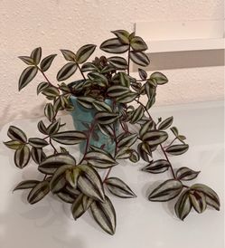 Purple Leaves Plant