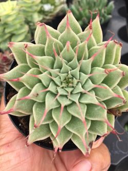 Succulents 2.5”