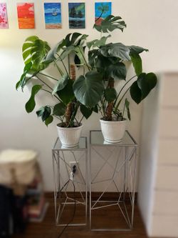 Monstera Deliciosa, Snake Plant+Mirrored metal plant stand