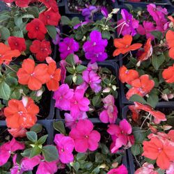 Color plants , Impatiens, Petunias, Vincas, Zinnias, Marigold and more to choose.
