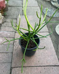 Fire stick Plant