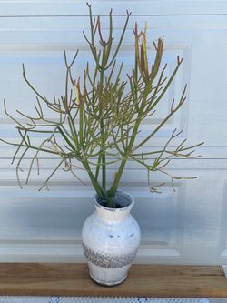 Beautiful FireStick Cactus In Large Vase Pot